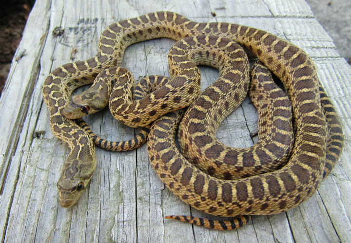 Pacific Gopher Snake